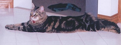 Senior cats