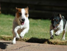 Pet lovers community