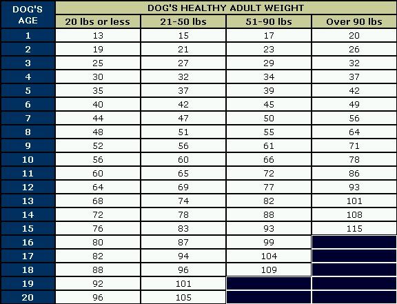 Calculating Your Dog's Age in Human Years