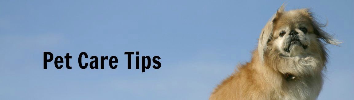 Pet Care Tips and Articles