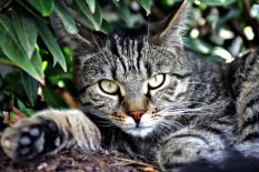 Vaccinations for Pets