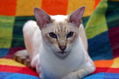 Adopting a pet that fits your lifestyle