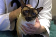 Signs of An Emergency in Pets