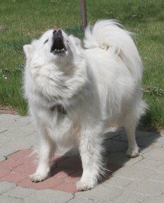 Barking behavior in dogs