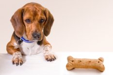 Homemade dog biscuits