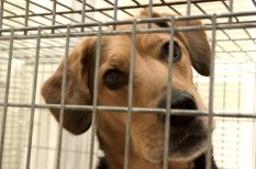 No-kill vs open admission shelters