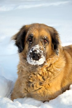 Winter dog walk