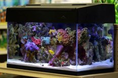 Home aquariums