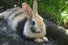 Rabbit cages and hutches