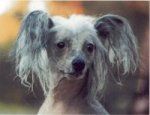 Beijing, the Chinese Crested