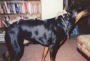 Dog & possums