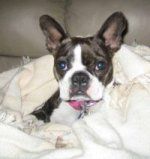 Stella the Boston Terrier