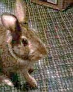 Pet story - Cottontail Rabbit